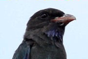 Dollarbird (Eurystomus orientalis)